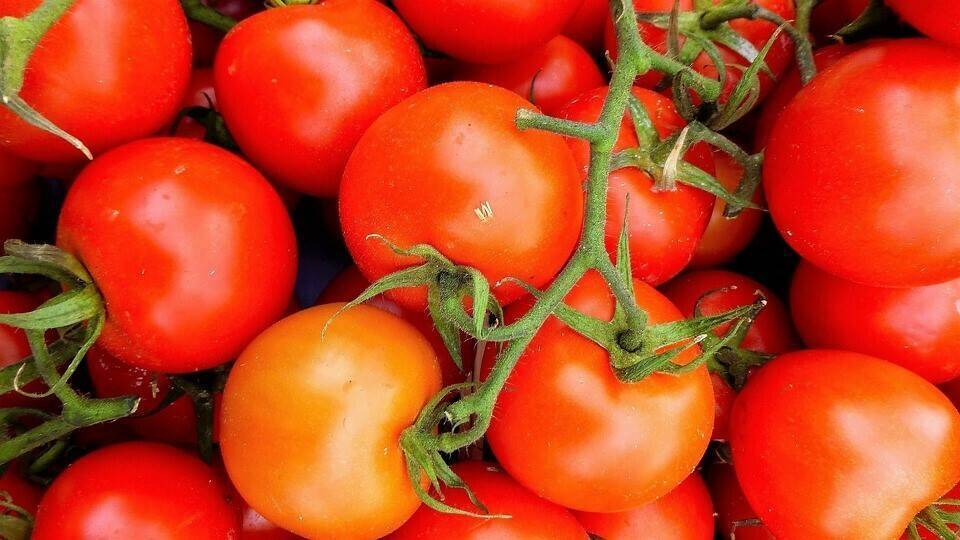 food-3281418_960_720|1.- A la derecha, Sergio Maldonado Gutiérrez, agricultor de Aguadulce, junto a José Jiménez de Semillas Fitó|Los profesionales apreciaron la calidad y el calibre de Ateneo|2.- Un momento de las Jornadas